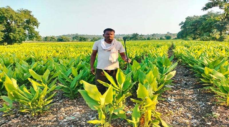 ड्रिप सिंचाई से किसान ने 3 महीने में उगाए 500 क्विंटल तरबूज, ₹5 लाख की बिक्री ड्रिप सिंचाई से किसान ने 3 महीने में उगाए 500 क्विंटल तरबूज, ₹5 लाख की बिक्री