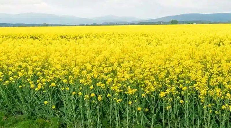 धान की कटाई के बाद खाली जमीन पर उगाई तोरिया, असम के किसान ने कमाए ₹29,863 प्रति हेक्टेयर धान की कटाई के बाद खाली जमीन पर उगाई तोरिया, असम के किसान ने कमाए ₹29,863 प्रति हेक्टेयर