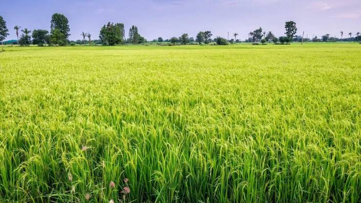 धान में बालियां निकलते ही करें ये 3 जरूरी काम, दानों की भराई में मिलेगी मदद धान में बालियां निकलते ही करें ये 3 जरूरी काम, दानों की भराई में मिलेगी मदद