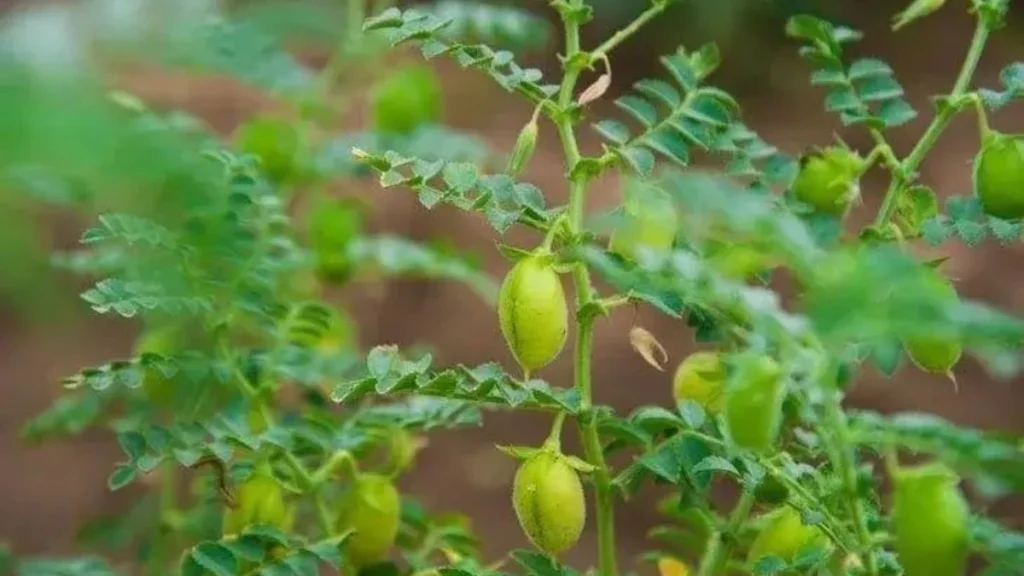 नागौर में चने की बुवाई की तैयारी तेज, कम पानी में अच्छी पैदावार के लिए अपनाएं ये आधुनिक तकनीकें नागौर में चने की बुवाई की तैयारी तेज, कम पानी में अच्छी पैदावार के लिए अपनाएं ये आधुनिक तकनीकें