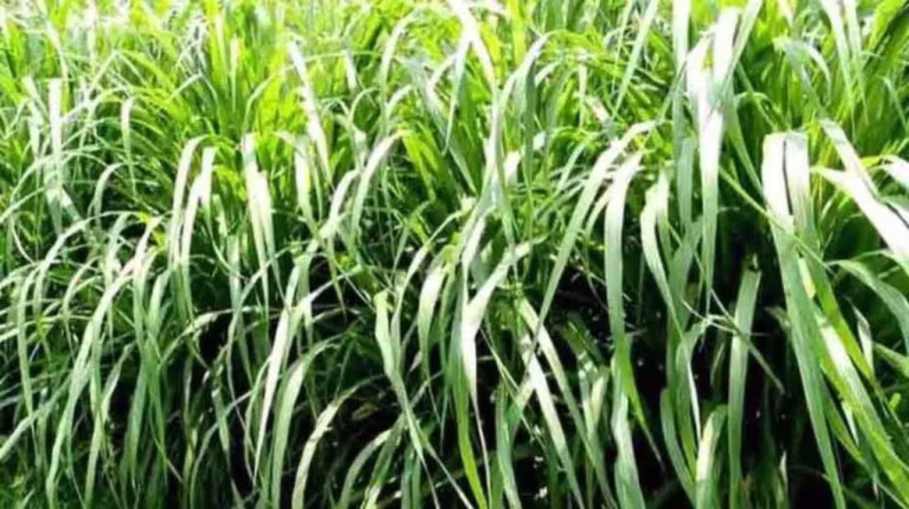 नेपियर घास की खेती: एक बार लगाएं, 3 साल तक पाएं हरा चारा, पशुपालकों को मिल रही ₹4,000 की सहायता नेपियर घास की खेती: एक बार लगाएं, 3 साल तक पाएं हरा चारा, पशुपालकों को मिल रही ₹4,000 की सहायता