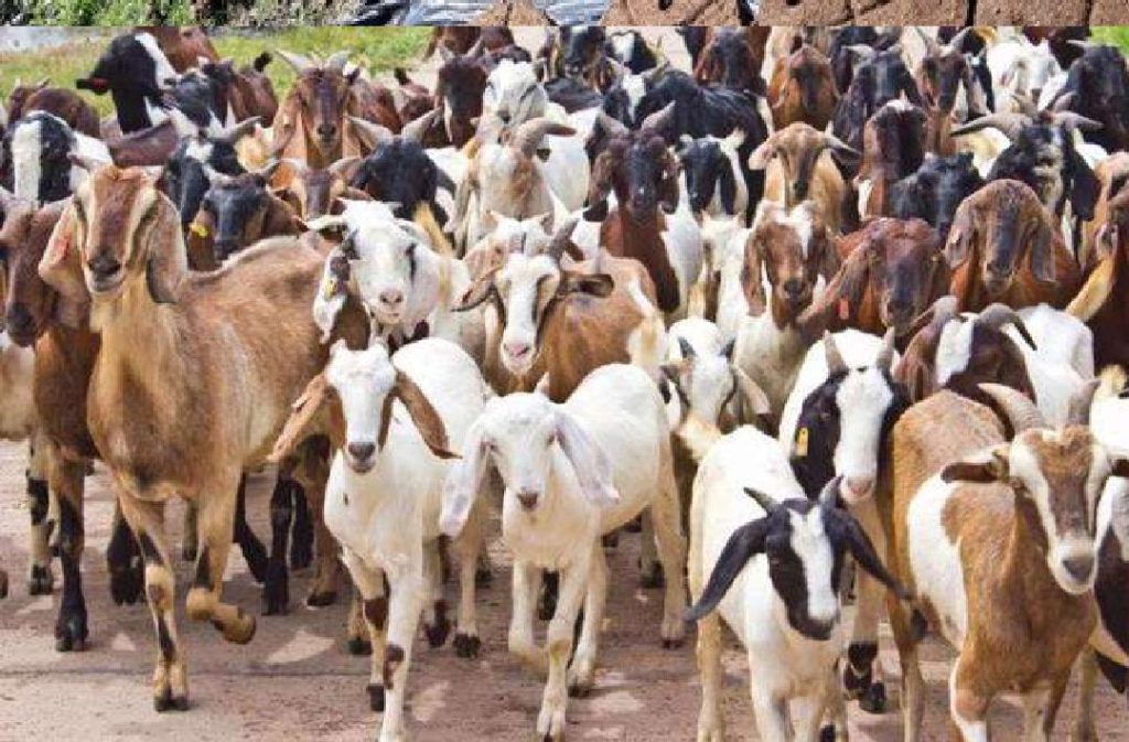 5 बकरियों से शुरू करें बकरी पालन का बिजनेस, जानें लागत, कमाई और सब्सिडी की पूरी जानकारी