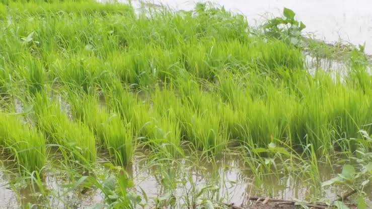 भारी बारिश के बाद धान की फसल पर गंधी बग और गाल मिज का खतरा, ICAR ने किसानों को दी सलाह भारी बारिश के बाद धान की फसल पर गंधी बग और गाल मिज का खतरा, ICAR ने किसानों को दी सलाह
