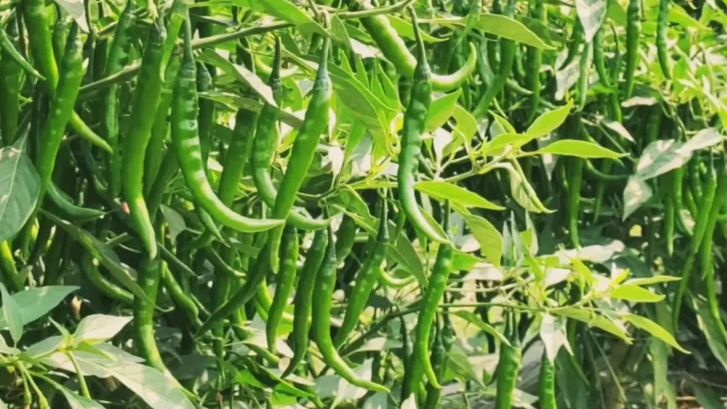 मिर्च की उन्नत खेती कैसे करें? जानें टॉप 7 किस्में, उपज और खेती का सही तरीका मिर्च की उन्नत खेती कैसे करें? जानें टॉप 7 किस्में, उपज और खेती का सही तरीका