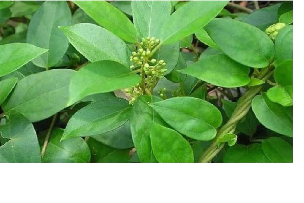 सिर्फ 47 रुपये में लगाएं गुड़मार का पौधा, 25 साल तक मिल सकता है उत्पादन, जानें खेती का तरीका सिर्फ 47 रुपये में लगाएं गुड़मार का पौधा, 25 साल तक मिल सकता है उत्पादन, जानें खेती का तरीका