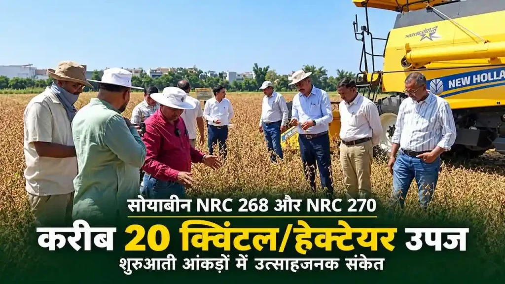 सोयाबीन की उन्नत किस्म: सोयाबीन की NRC 268 और NRC 270 किस्मों से 20 क्विंटल उपज के संकेत