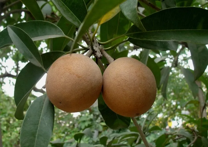 Chikoo Fruit for health:
