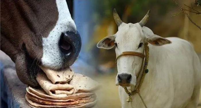 Gau Mata Seva: गाय को रोटी खिलाने से भाग्य बदल जाएगा, जानें कब और कैसे शुरू करें