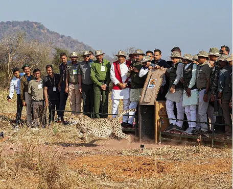 मुख्यमंत्री डॉ. मोहन यादव वन मिशन के तहत, जंगल में पांच चीतों को छोड़ा, चीनी परियोजना की समीक्षा भी की