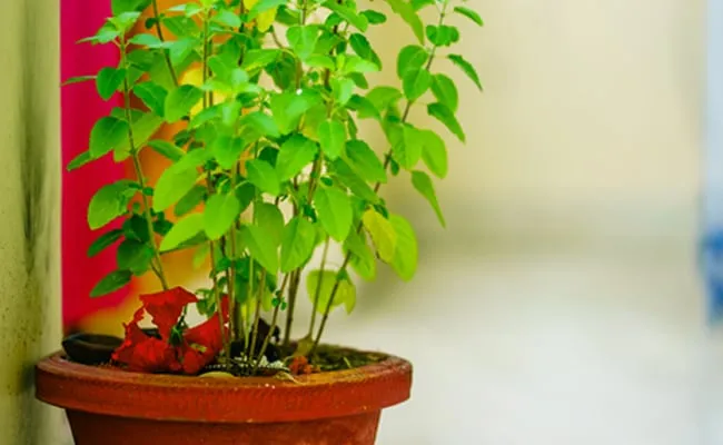 Tulsi Puja ki Vidhi: रोजाना पूजा के दौरान तुलसी से जुड़े ये चमत्कारी उपाय, भर जाएगा अन्न-धन से भंडार Tulsi Puja ki Vidhi: रोजाना पूजा के दौरान तुलसी से जुड़े ये चमत्कारी उपाय, भर जाएगा अन्न-धन से भंडार