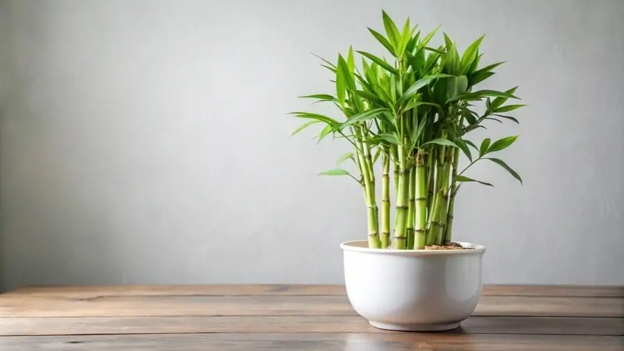 Vastu Tips: यदि आप इन दिशाओं में बैंबू प्लांट लगाते हैं, तो बन जाएगा आपके लिए गुड लक