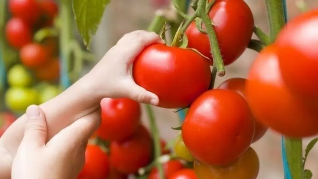 टमाटर के नुकसान: टमाटर खाने से बचें ये 4 प्रकार के लोग — वरना हो सकते हैं स्वास्थ्य संबंधी गंभीर खतरे टमाटर के नुकसान: टमाटर खाने से बचें ये 4 प्रकार के लोग — वरना हो सकते हैं स्वास्थ्य संबंधी गंभीर खतरे