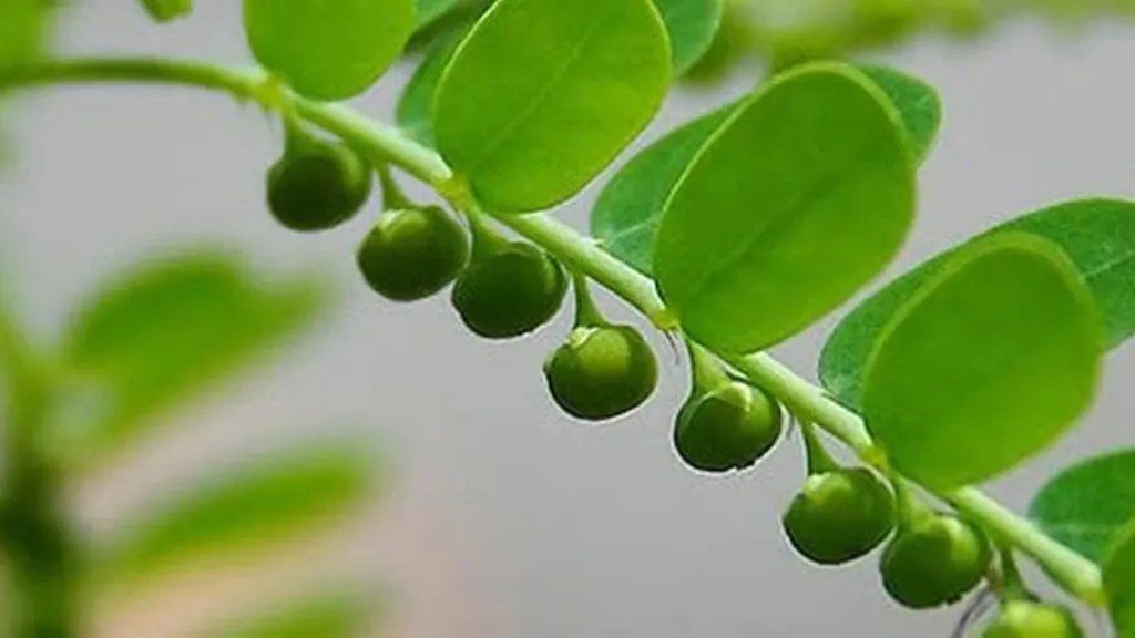 Bhumi Amla Benefits For Liver: लिवर डिटॉक्स के लिए वरदान है भूमि आंवला, जानिए इसके फायदे और सेवन का तरीका