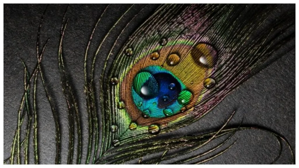 Vastu Tips: मोर पंख से करें धन वृद्धि और वास्तु दोष दूर, जानिए सही दिशा और उपाय