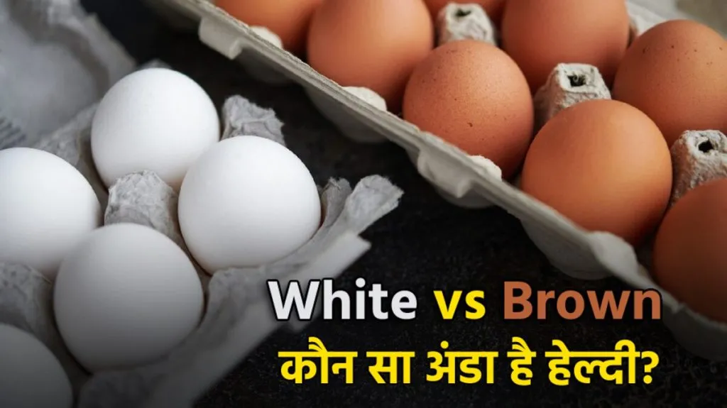 सफेद और ब्राउन अंडे: कौन-सा है ज्यादा हेल्दी और क्यों? जानें सही विकल्प सफेद और ब्राउन अंडे: कौन-सा है ज्यादा हेल्दी और क्यों? जानें सही विकल्प