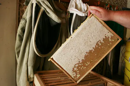 हरियाणा देश का पहला राज्य बना मधुमक्खी पालन नीति अपनाने वाला, शहद उत्पादन को मिला नया आयाम