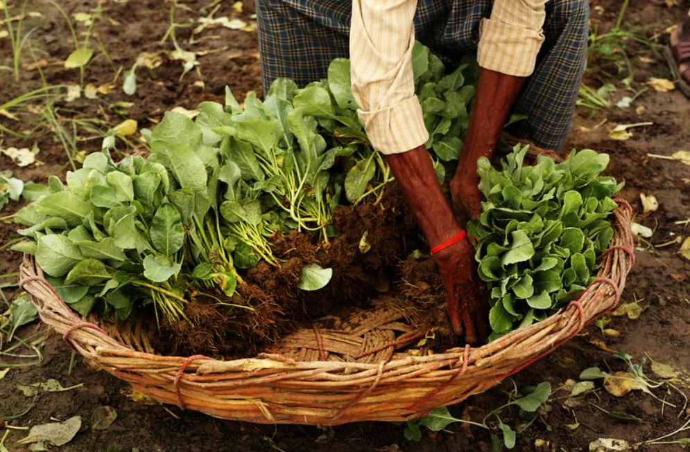 हरियाणा सरकार की दूरदर्शी पहल: किसानों की आय बढ़ाने के लिए हरियाणा बागवानी नर्सरी एक्ट–2025 लागू