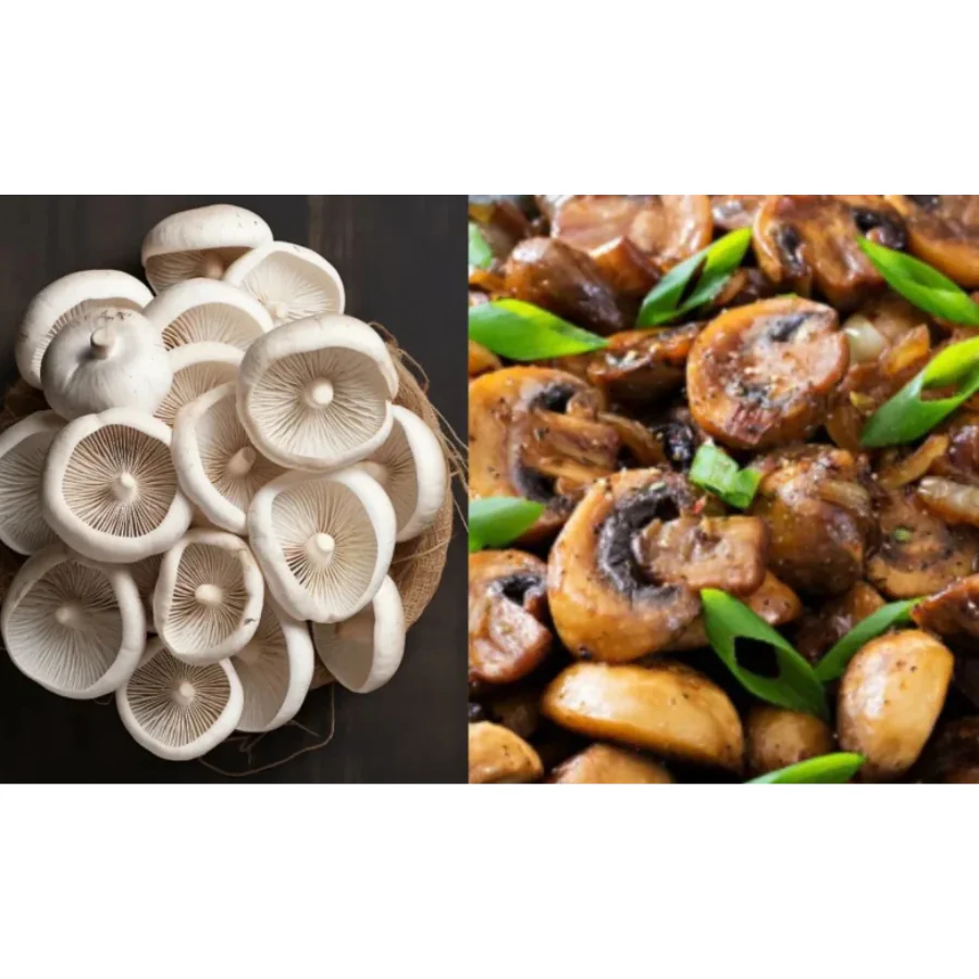 सेहत का खजाना हैं मशरूम, नियमित सेवन से मिलते हैं कई चौंकाने वाले फायदे