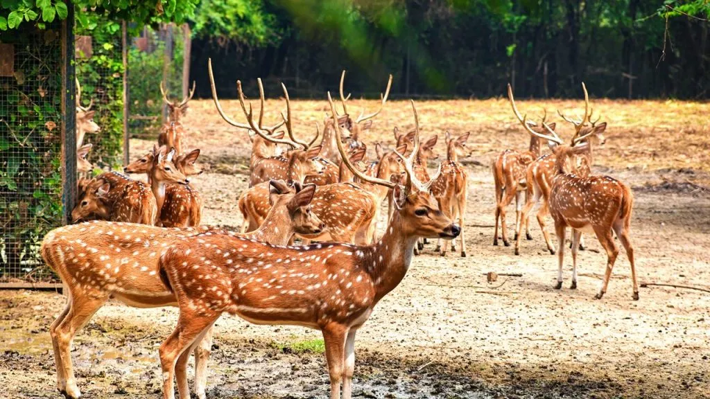 पंजाब में वन्यजीव संरक्षण को मिली रफ्तार: चटबिर चिड़ियाघर में दो महीनों में 80,508 पर्यटक पहुंचे, कटरूचक ने गिनाईं नई पहलें